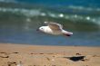 flying seagull