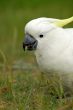 white cockatoo
