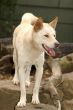 australian dingo