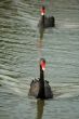 black swans