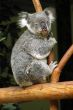 koala on a tree