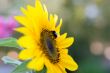 Bumblebee