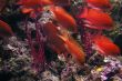 coral fish