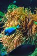 anemone fish