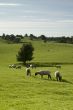 Farmland in the Lake District