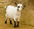 Pygmy Goat