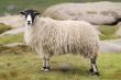 Male Sheep