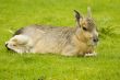 Patagonian Hare