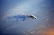 Crocodile floating