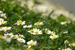 Spring flowers