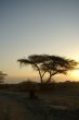 Desert landscape
