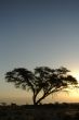 Desert landscape with a tree