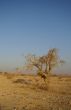 Desert landscape