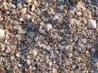 The small broken cockleshells on a beach.