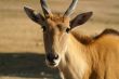 antelope in ramat gan safari
