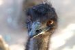 Ostrich closeup