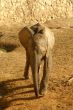 Elephant baby
