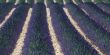 Valensole - Lavender