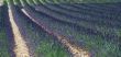Valensole - Lavender