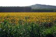 Sunflowers in Piedmont (Italy)