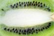 inside a kiwi