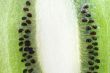 inside a kiwi
