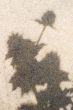 plant shadows on beach