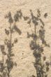 plant shadows on sand