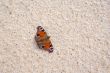 butterfly on a beach