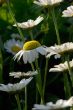 Field of daisies