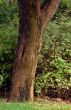 Olive tree trunk
