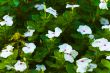 White flowers with small violet centers