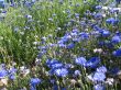rich field of cornflower
