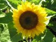 joyful bright sunflower