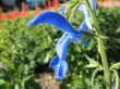 lonely blue flower in the flowering field