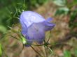 shy blue bellflower