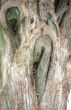 Tree Bark
