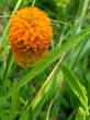 Orange Milkwort