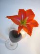 Red Wine