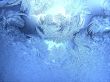 Ice Rose