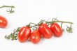 tomato CONTEST