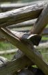 Wooden Fence