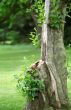 Tree Stump