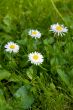 camomile, ox-eye daisy