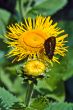 Butterfly on the Sunflower