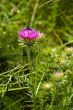 Thistle and the Bee