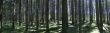 pine forest panorama