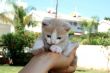 Kitten