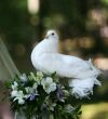 Wedding pigeon