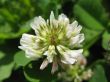 pure white flower of hop-clover